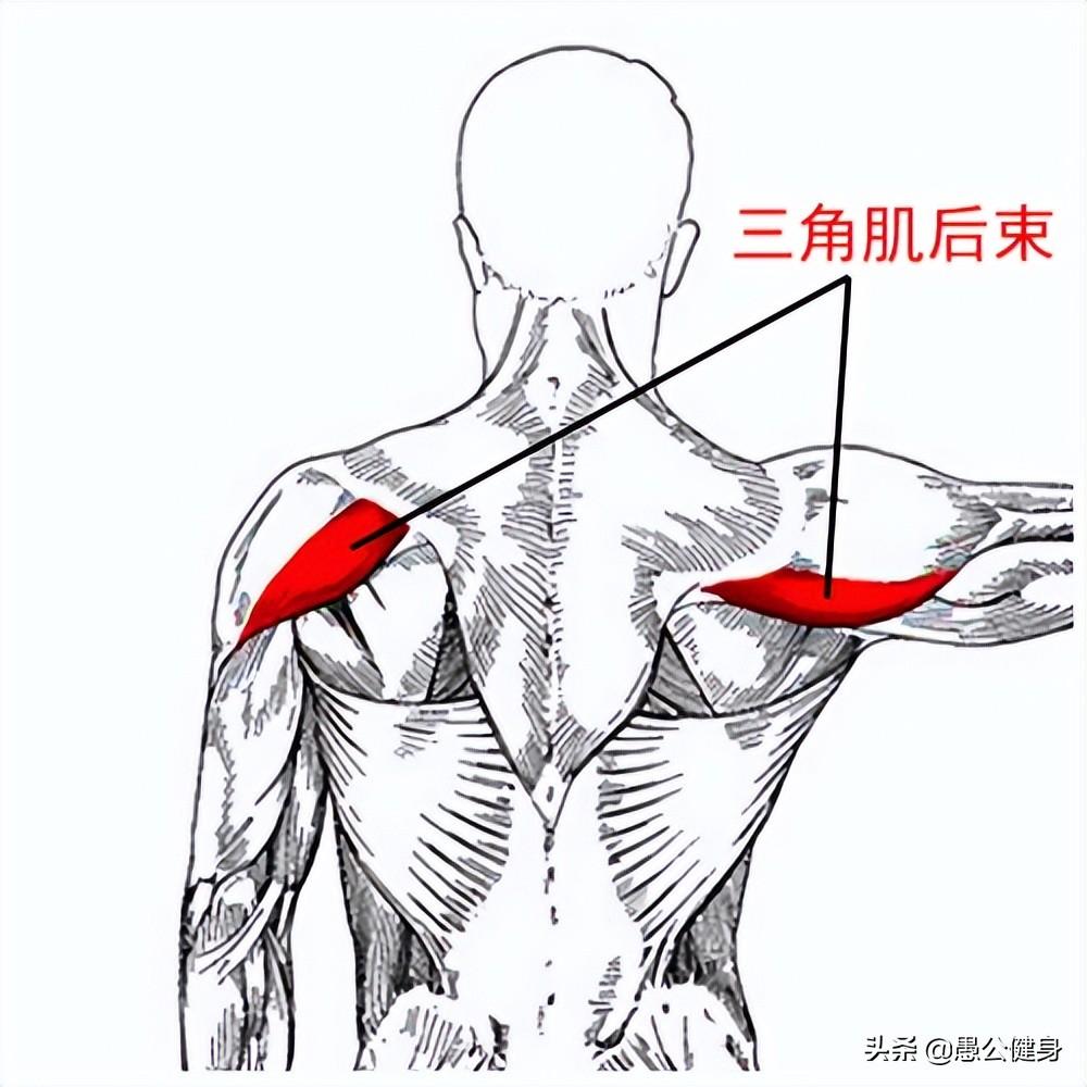 三角肌后束哑铃锻炼方法(杠铃三角肌后束锻炼方法)-第2张图片