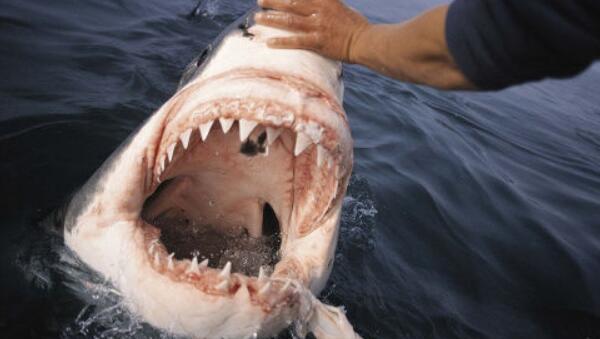 自然界牙齿最多的动物是什么（蜗牛和鲸鲨牙齿多的惊人）-第5张图片