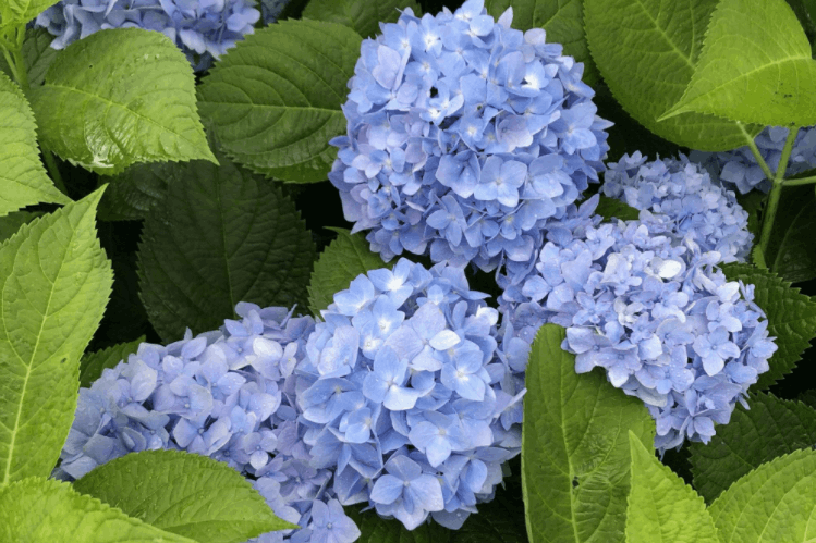 绣球花为什么不吉利(家里为什么不能养绣球花)-第1张图片 绣球花为什么不吉利(家里为什么不能养绣球花)-第1张图片