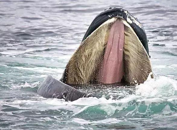 鲸鱼是什么动物,鲸鱼动物百科-第3张图片