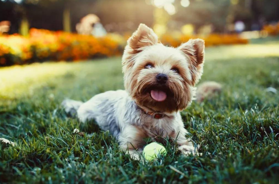 适合家养的小型犬,十种不宜在家养的狗-第6张图片 适合家养的小型犬,十种不宜在家养的狗-第6张图片