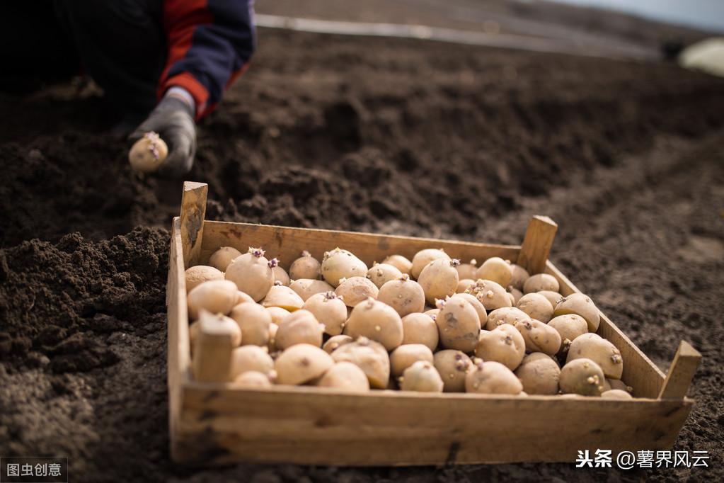 马铃薯是何时传入中国的(马铃薯怎么传入中国)-第2张图片