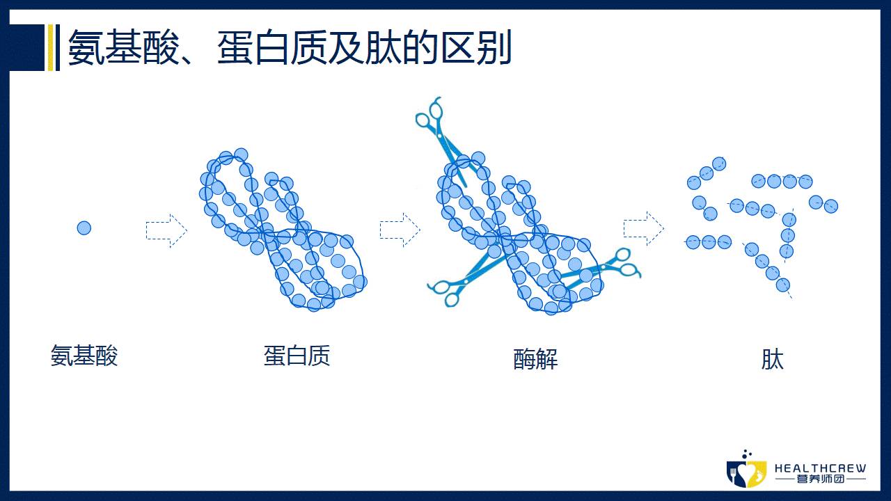 胶原蛋白肽的作用与功效,胶原蛋白肽有奇效？-第2张图片