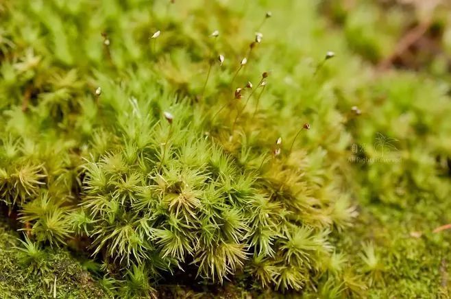 青苔属于草本植物吗，青苔属于什么蓝藻吗-第35张图片