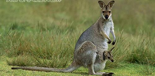 澳大利亚的国宝是什么动物（令人惊奇的澳大利亚动物）-第8张图片