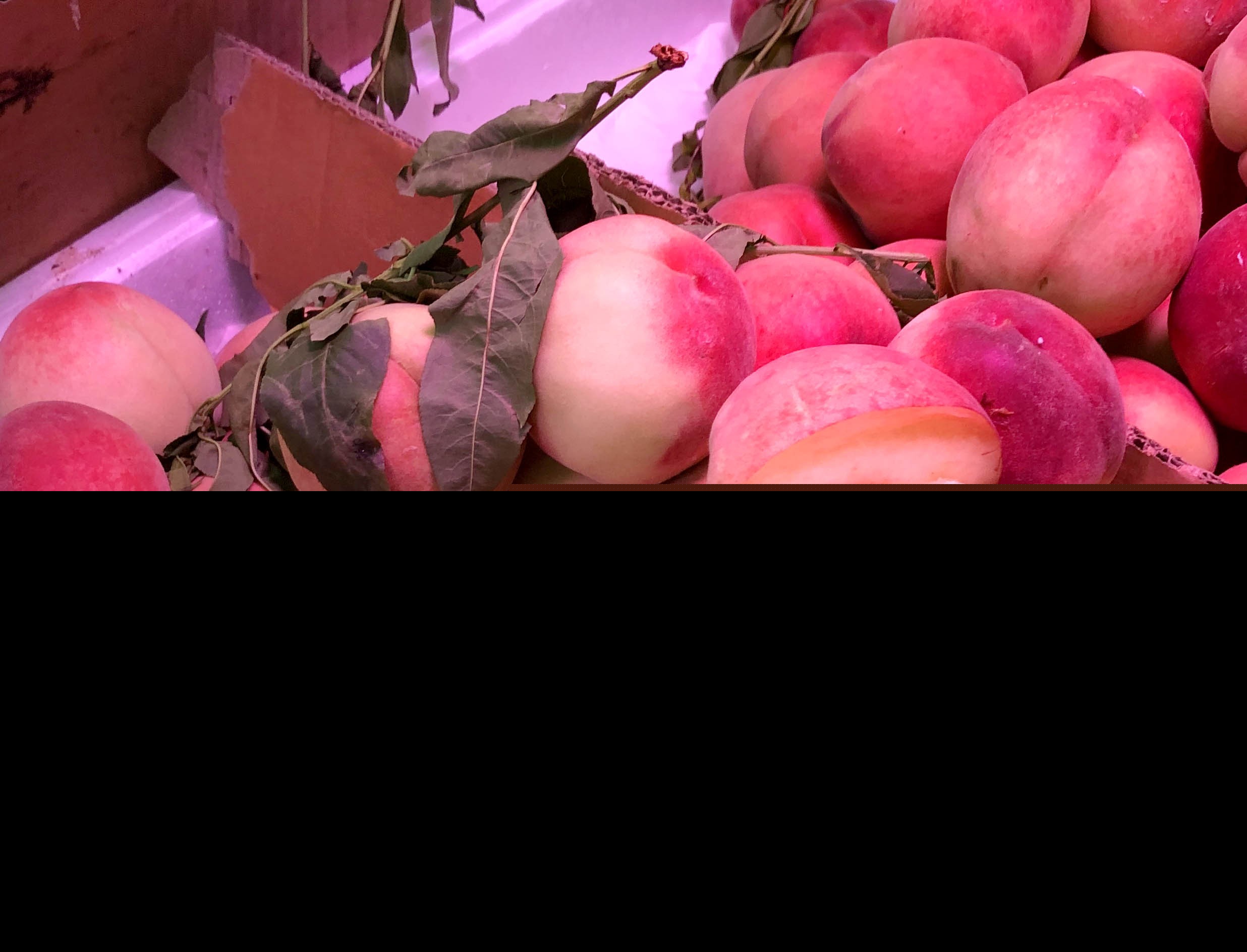 水蜜桃是软的还是脆的（水蜜桃为什么有的软有的脆）-第1张图片