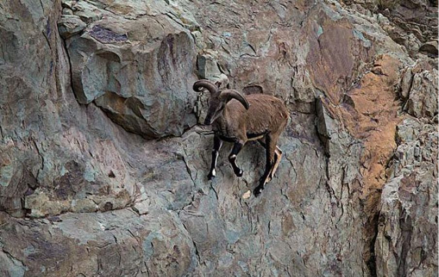 为什么青藏高原上的羊能在垂直悬崖上跳跃奔跑-第5张图片