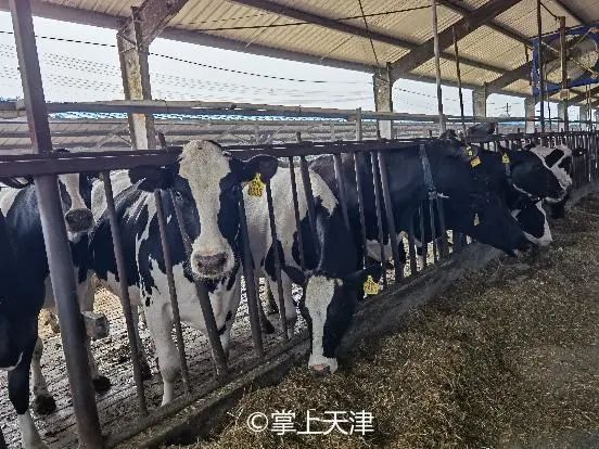 海河牛奶怎么样（天津海河牛奶质量可靠吗味道好喝吗）-第8张图片