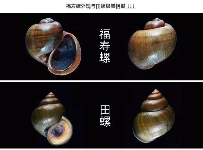 福寿螺到底能不能吃?-第3张图片 福寿螺到底能不能吃?-第3张图片