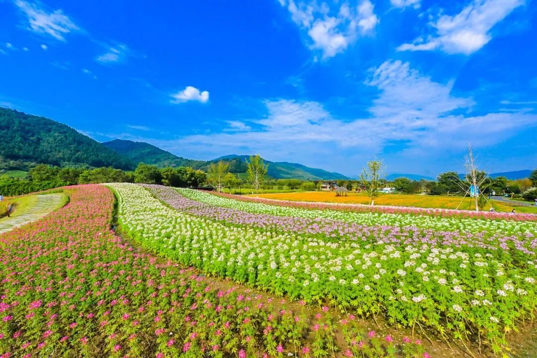 径山花海（杭州周边自驾游哪些地方推荐）-第2张图片