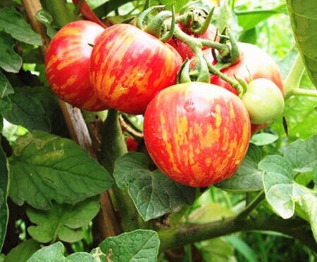 盆栽小番茄的种植方法(盆栽小番茄的种植方法和管理)-第5张图片