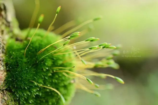 青苔属于草本植物吗，青苔属于什么蓝藻吗-第36张图片