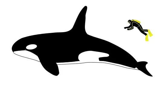蓝鲸有多大(15米长蓝鲸误入繁殖地，被虎鲸分食，体型相差巨大为何被猎杀)-第6张图片