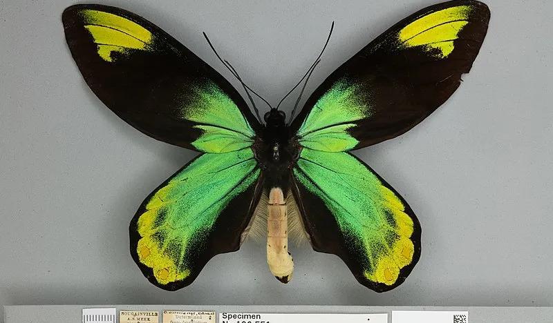 世界上最大的蝴蝶（亚历山大巨凤蝶是最大的蝴蝶吗）-第5张图片