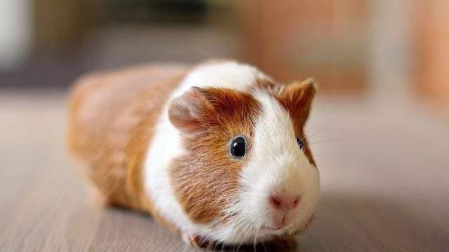 荷兰猪谁养谁后悔(附:荷兰猪的饲养经历)-第2张图片 荷兰猪谁养谁后悔(附:荷兰猪的饲养经历)-第2张图片