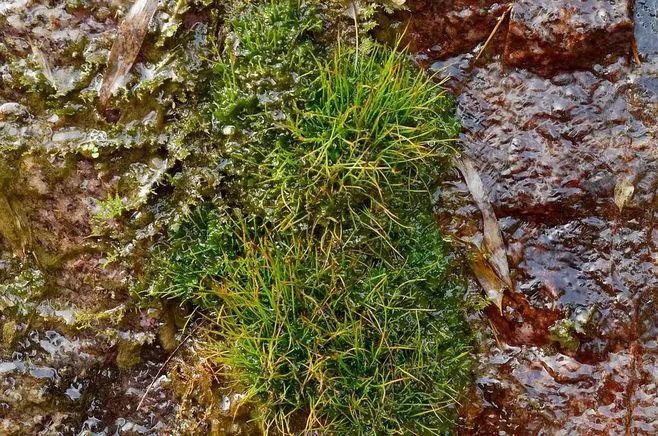 青苔属于草本植物吗，青苔属于什么蓝藻吗-第4张图片