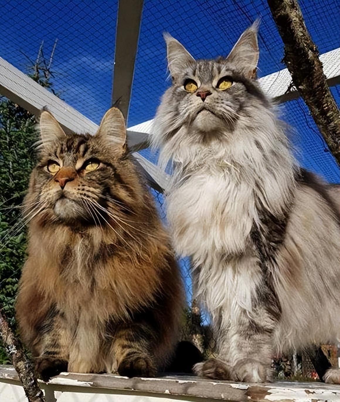 猫的品种有哪些(俄罗斯猫的品种有哪些)-第7张图片 猫的品种有哪些(俄罗斯猫的品种有哪些)-第7张图片