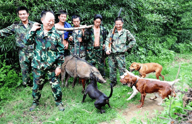 河南野猪泛滥，现在终于可以下狠手清除了-第1张图片