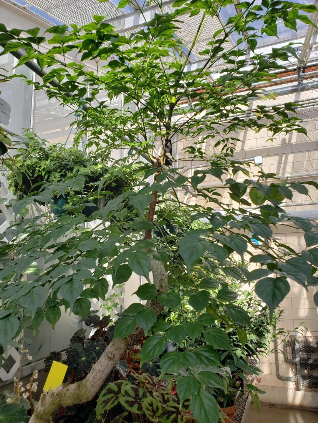 幸福树新芽发黑枯萎-第2张图片 幸福树新芽发黑枯萎-第2张图片