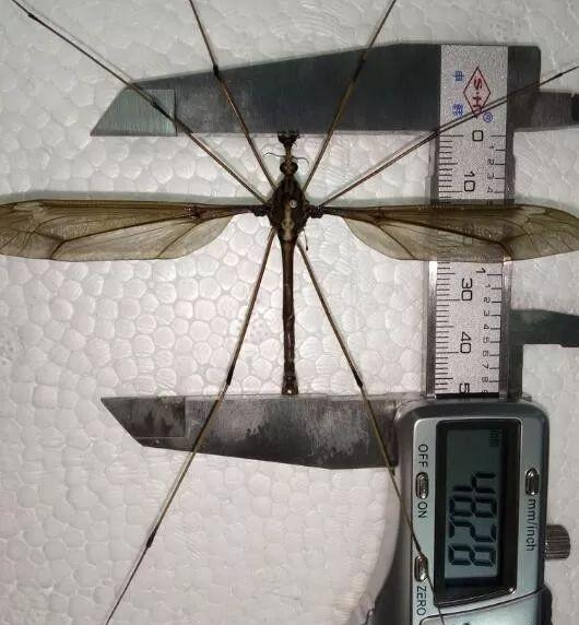 世界上最大的蚊子图片（最可怕蚊子有多大，吃人变异吗）-第4张图片