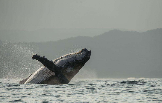 鲸鱼是什么动物,鲸鱼动物百科-第10张图片