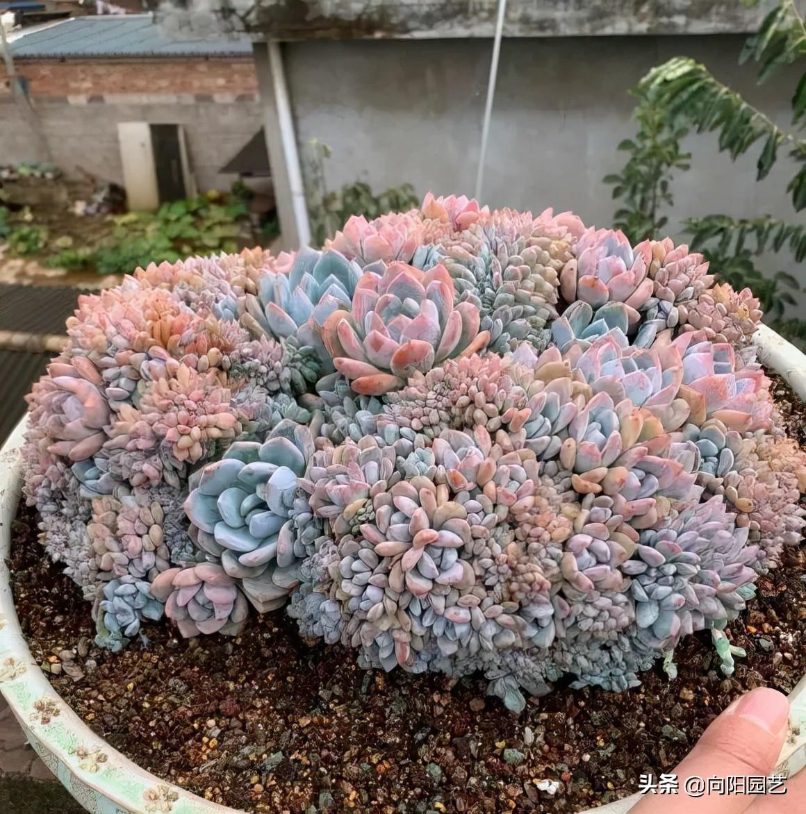 多肉植物怎么养(多肉植物10大养护技巧)-第8张图片 多肉植物怎么养(多肉植物10大养护技巧)-第8张图片