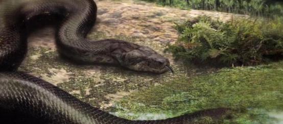 世界最大的蛇有多大多少斤（目前发现最大的蛇在哪里）-第6张图片