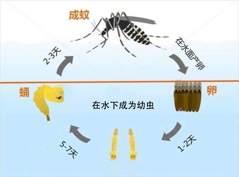 为什么开空调没有蚊子（家里如何才能彻底灭掉蚊子）-第2张图片