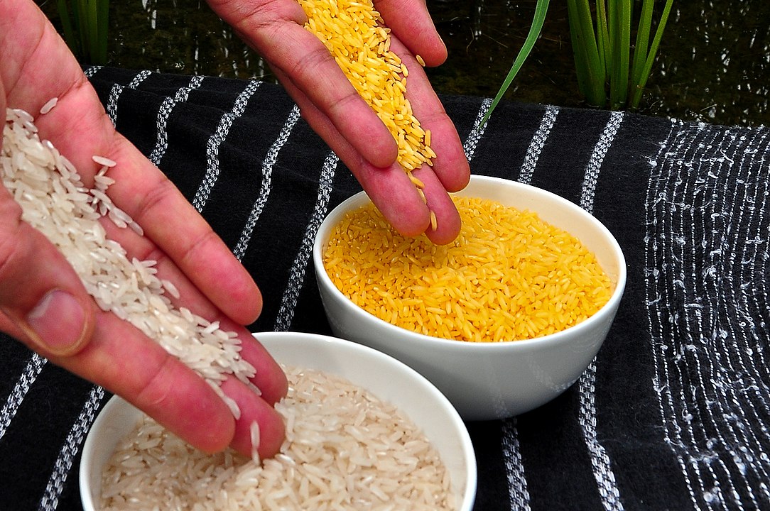 黄金米是什么米（转基因黄金米的营养价值有多高呢）-第2张图片