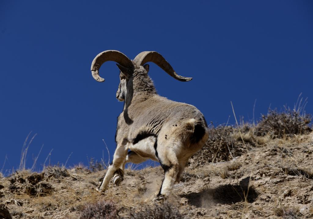 为什么青藏高原上的羊能在垂直悬崖上跳跃奔跑-第3张图片