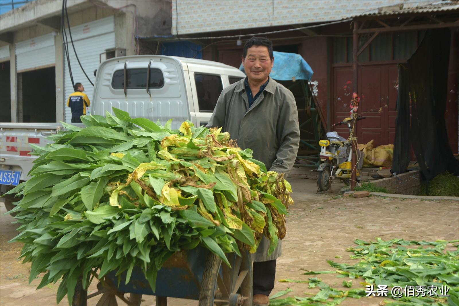 贡菜是什么菜是不是莴笋(贡菜是什么莴笋做的)-第4张图片