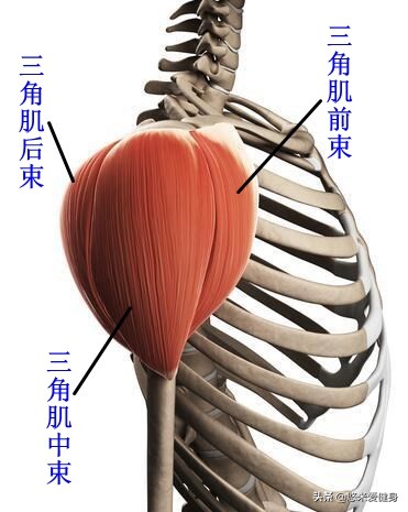 肩后束锻炼方法及训练难点（三角肌后束薄弱怎么训练）-第2张图片