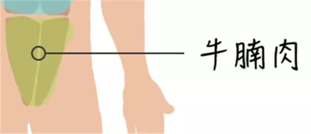牛腩是牛身上的哪个部位图片,牛身上108个部位名称-第8张图片 牛腩是牛身上的哪个部位图片,牛身上108个部位名称-第8张图片
