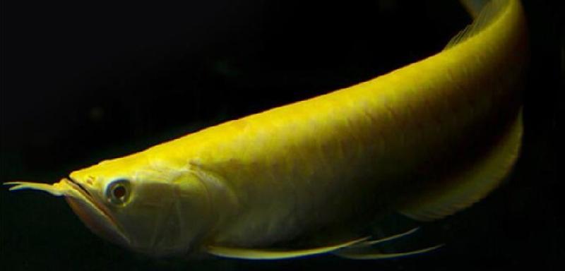 十大最好养的金鱼（好养且观赏性佳的金鱼品种排行）-第9张图片