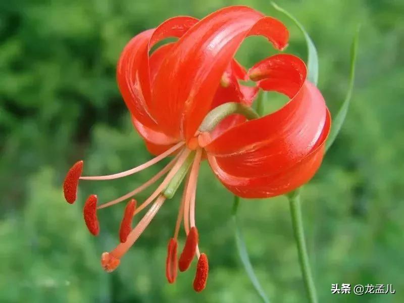 藏语中萨日朗什么意思（火红的萨日朗是一种什么花）-第2张图片