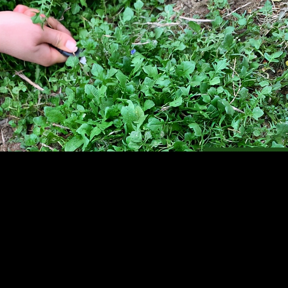 介绍农村十大野菜（农村有哪些常见可以吃的野菜图片）-第1张图片