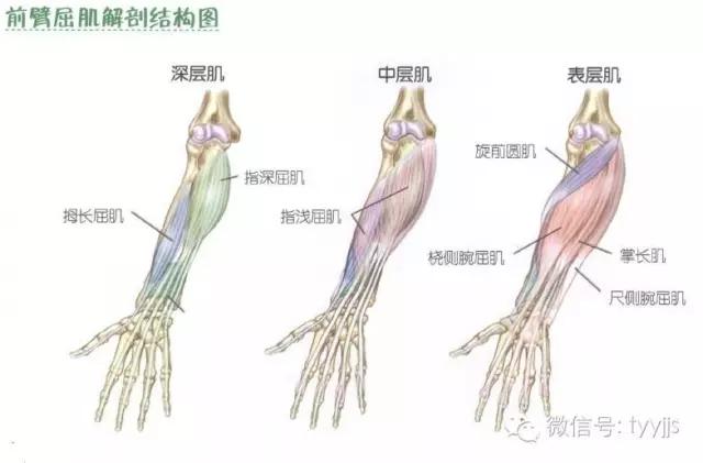 肱二头肌在哪(手臂肱二头肌在哪)-第4张图片 肱二头肌在哪(手臂肱二头肌在哪)-第4张图片