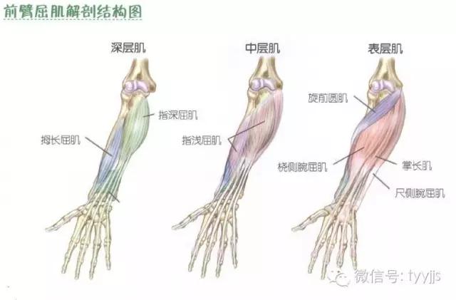 肱二头肌在哪(手臂肱二头肌在哪)-第4张图片