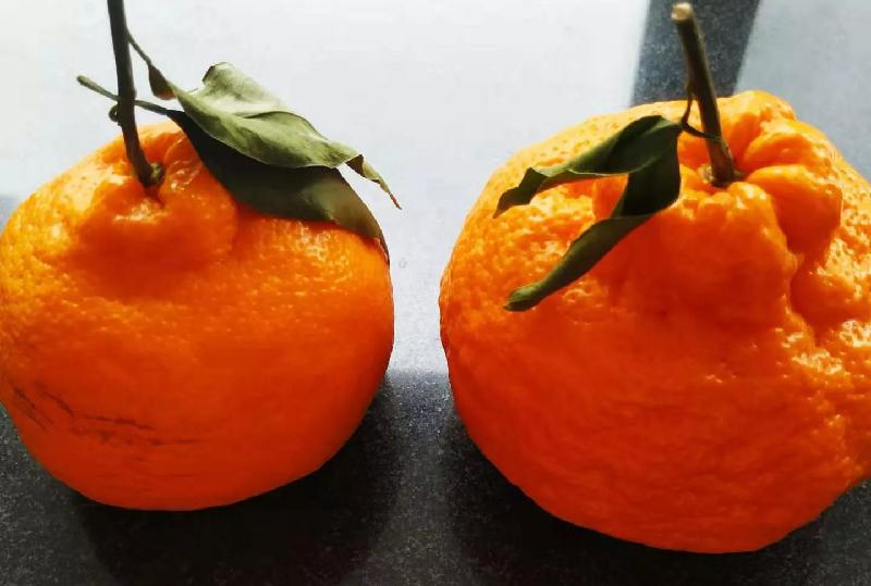 丑橘和粑粑柑哪个贵（丑橘粑粑柑哪个营养价值高更好吃）-第10张图片