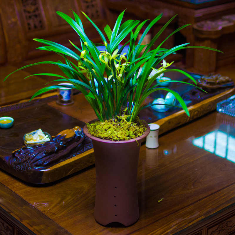 十大客厅风水植物（客厅养什么植物好养且风水又好）-第5张图片