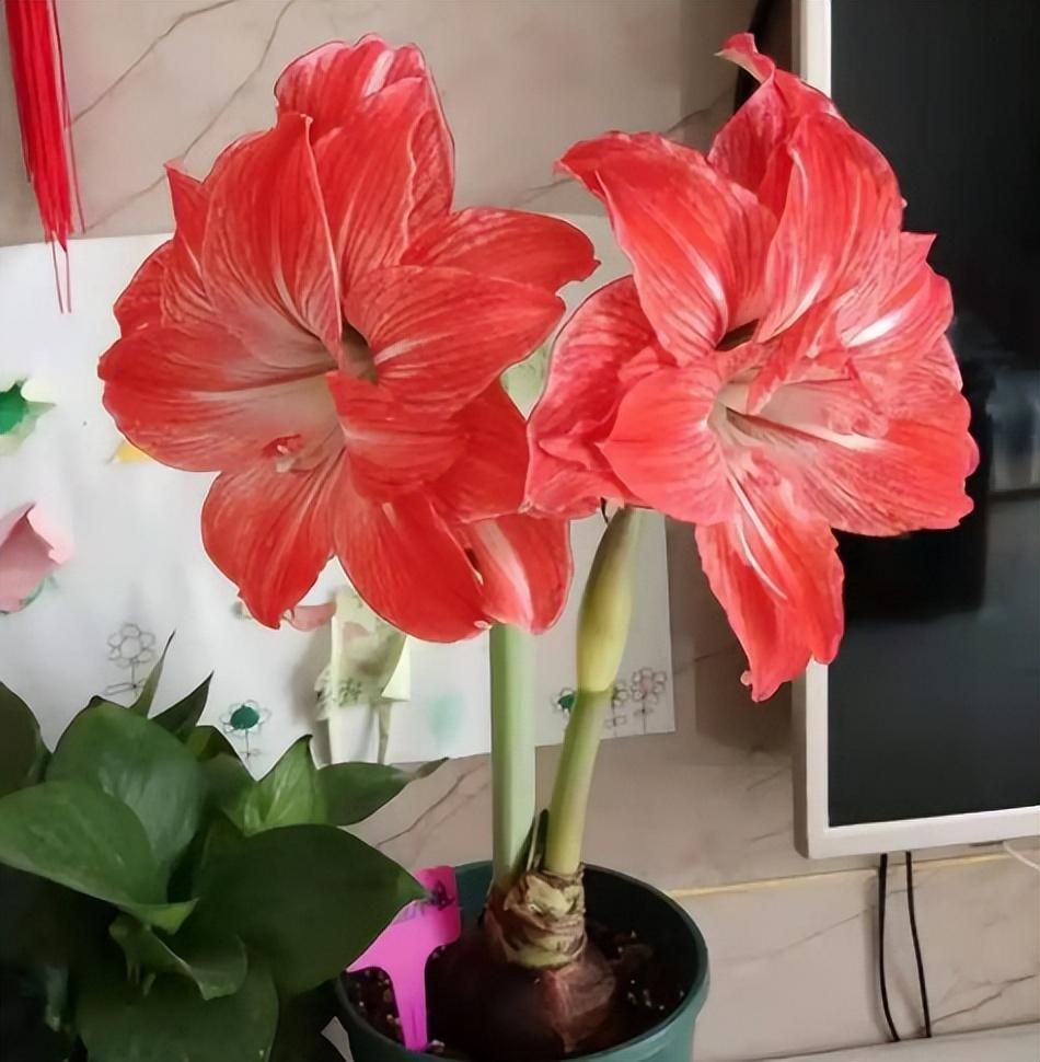 朱顶红大忌-第2张图片 朱顶红大忌-第2张图片