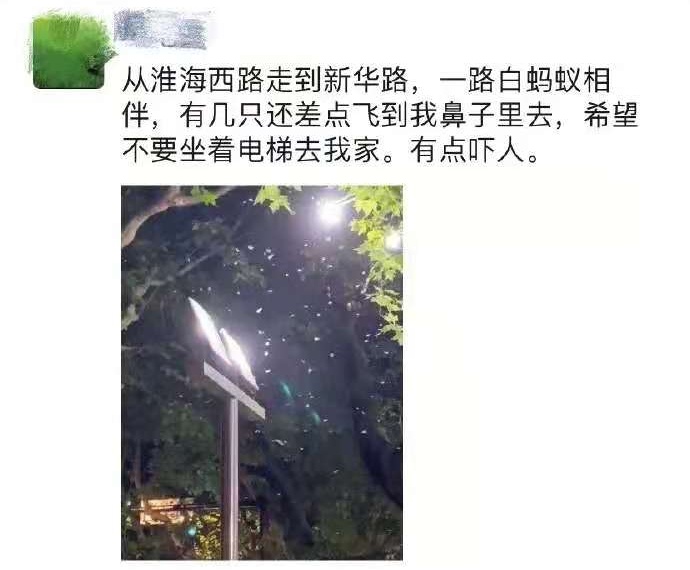 白蚁防治方法(5 跪求杀死白蚁的方法、可以抑制白蚁继续吃树的办法也行)-第2张图片