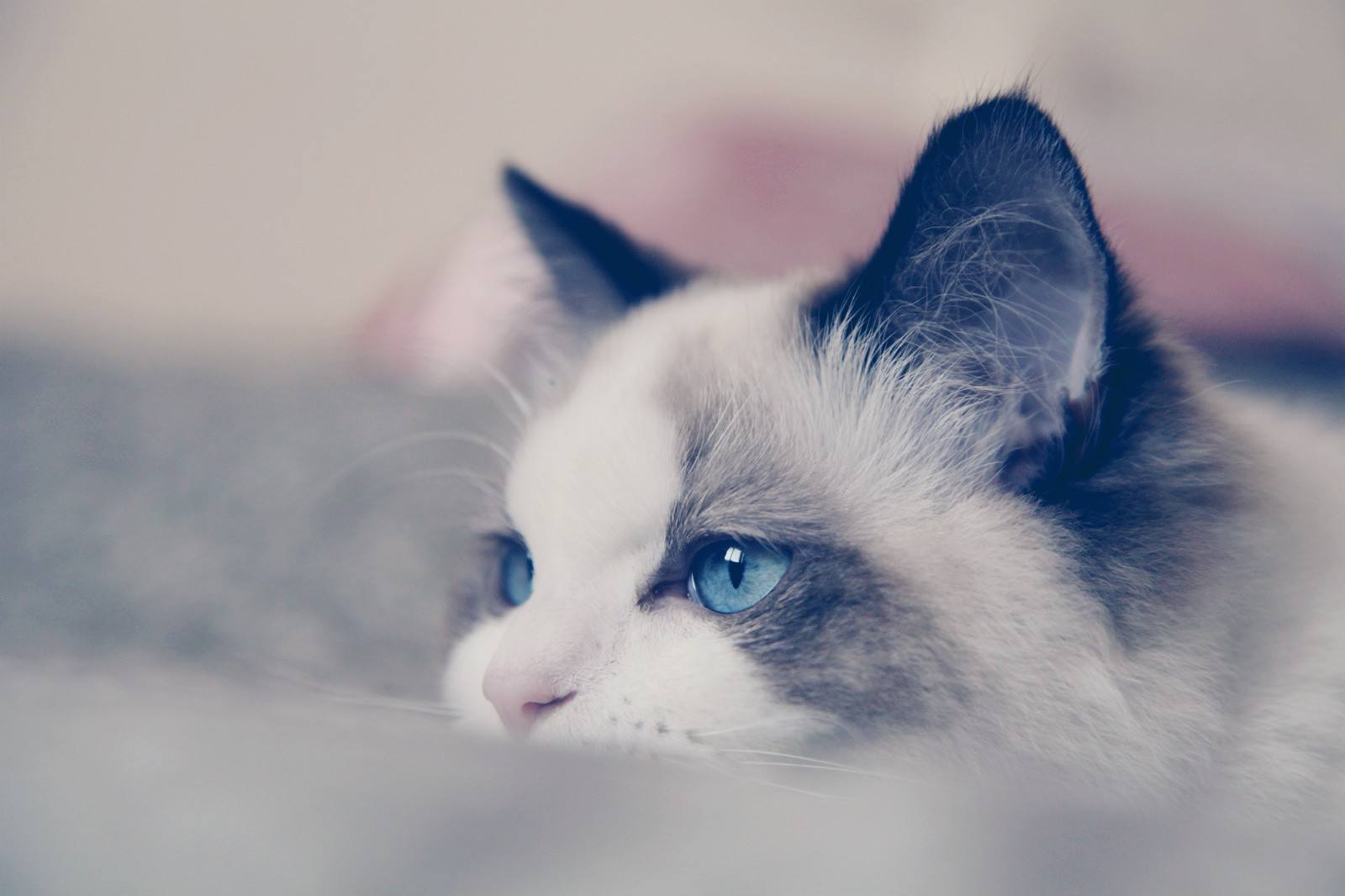 全球十大名贵猫排名榜-第3张图片 全球十大名贵猫排名榜-第3张图片