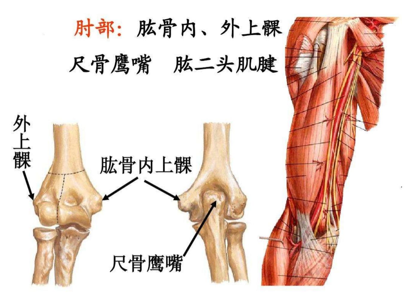 在人类身上也有堪比猛兽的攻击性部位？实战起来能吓自己一跳-第7张图片