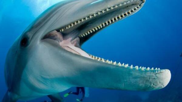 自然界牙齿最多的动物是什么（蜗牛和鲸鲨牙齿多的惊人）-第6张图片