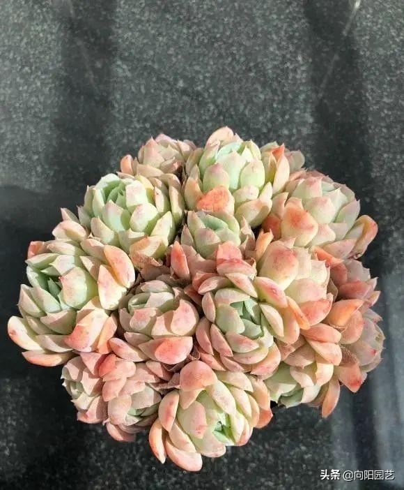 多肉植物怎么养(多肉植物10大养护技巧)-第6张图片 多肉植物怎么养(多肉植物10大养护技巧)-第6张图片