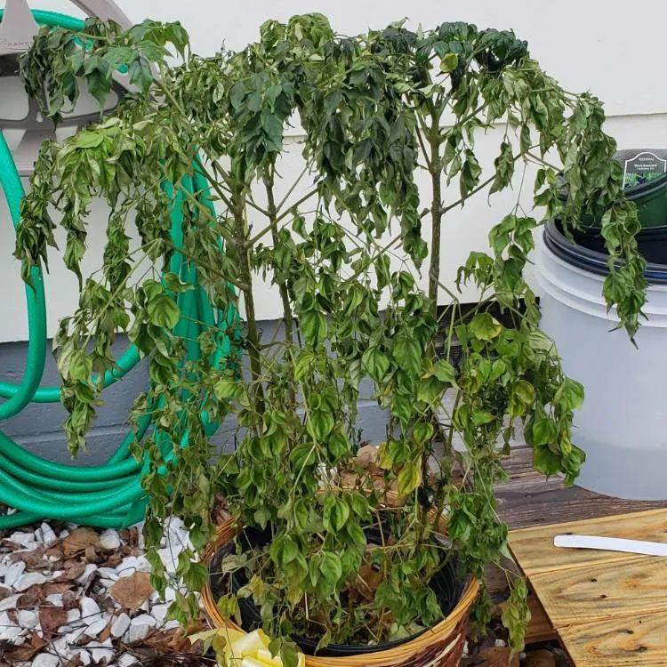 幸福树新芽发黑枯萎-第8张图片 幸福树新芽发黑枯萎-第8张图片