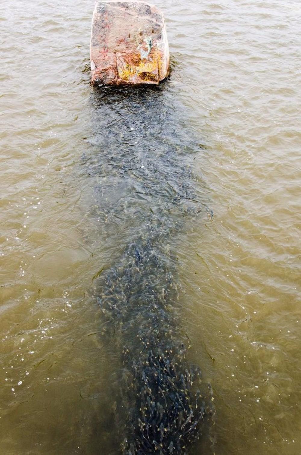 青海湖水怪,青海湖底现12米巨型龙-第8张图片