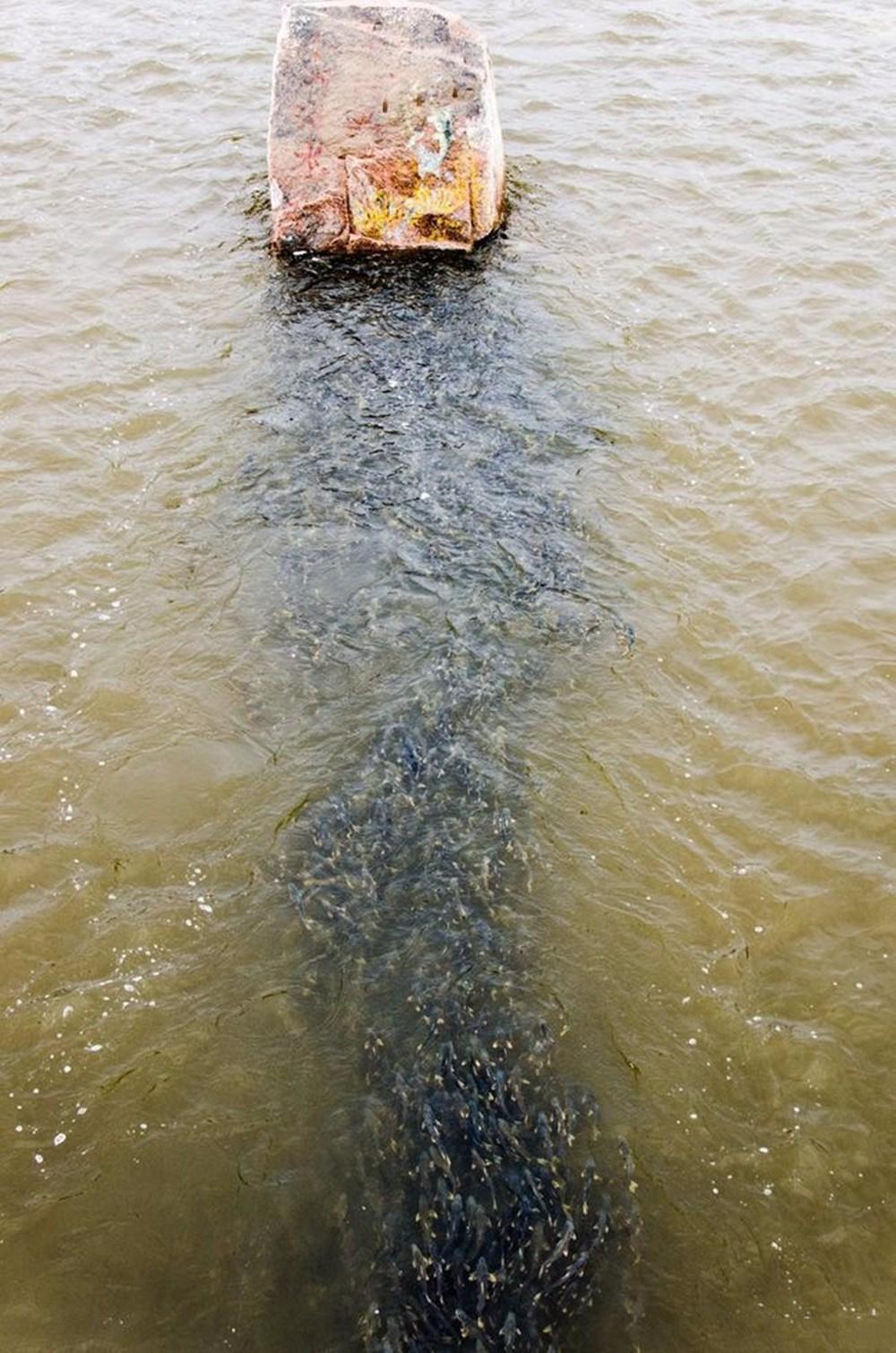 青海湖水怪,青海湖底现12米巨型龙-第8张图片 青海湖水怪,青海湖底现12米巨型龙-第8张图片