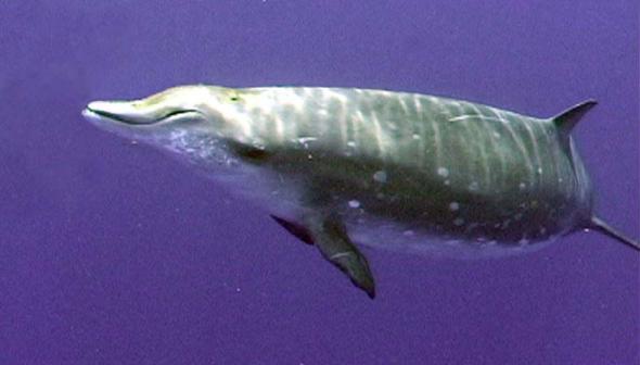 鲸鱼是什么动物,鲸鱼动物百科-第19张图片